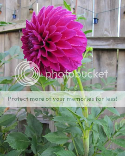 Dahlia - Clearview Erin